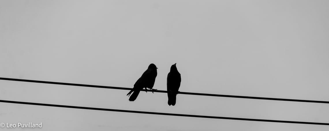 Birds on a Wire