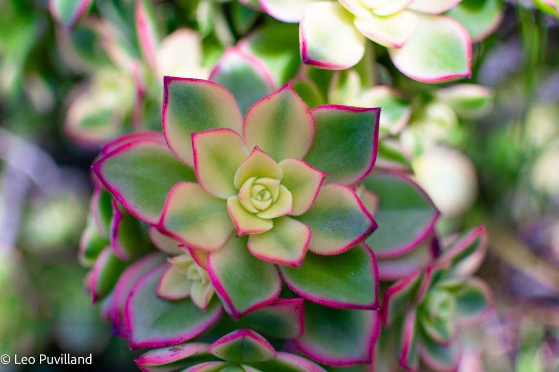 Pink-Highlighted Flower